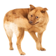 Illustration for article titled Dogs That Chase Their Tails May Be Totally OCD, Says Science